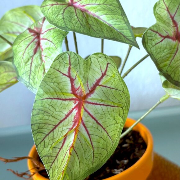 10" Tall Realistic Faux Red & Green Variegated Caladium Plant Plants Vase Accent - Picture 7 of 8